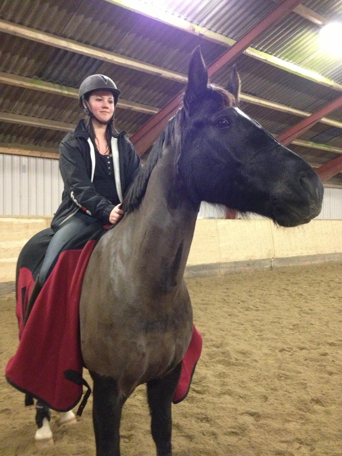 Schweres Warmblut Linde (Red) billede 11