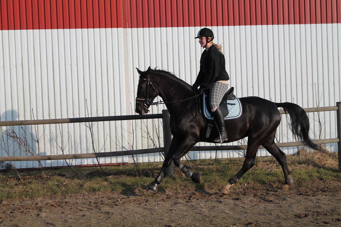 Anden særlig race Pandora - Fantastisk gallop, så mangler vi bare min rumpe! :-) billede 9