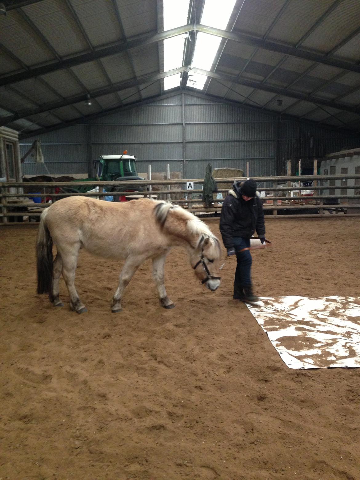 Fjordhest figther billede 18