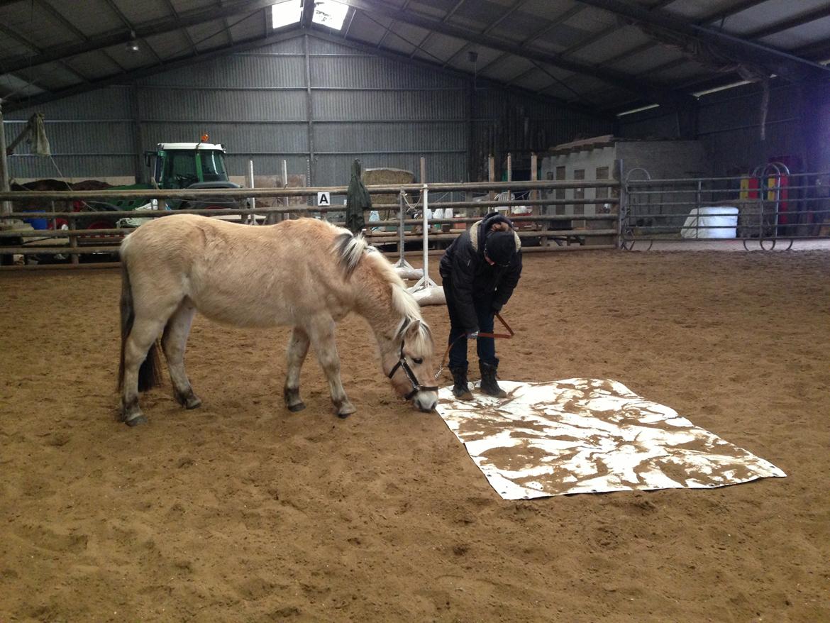Fjordhest figther billede 21