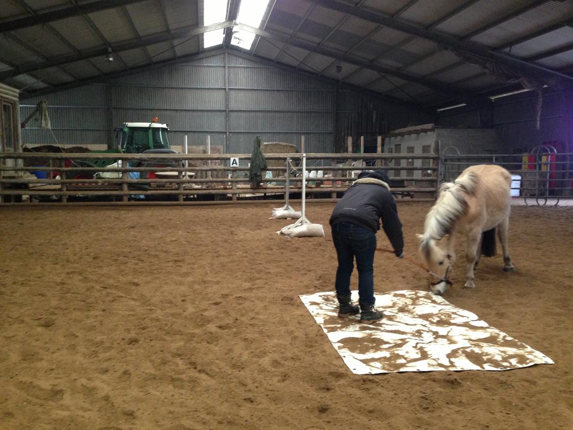 Fjordhest figther billede 22