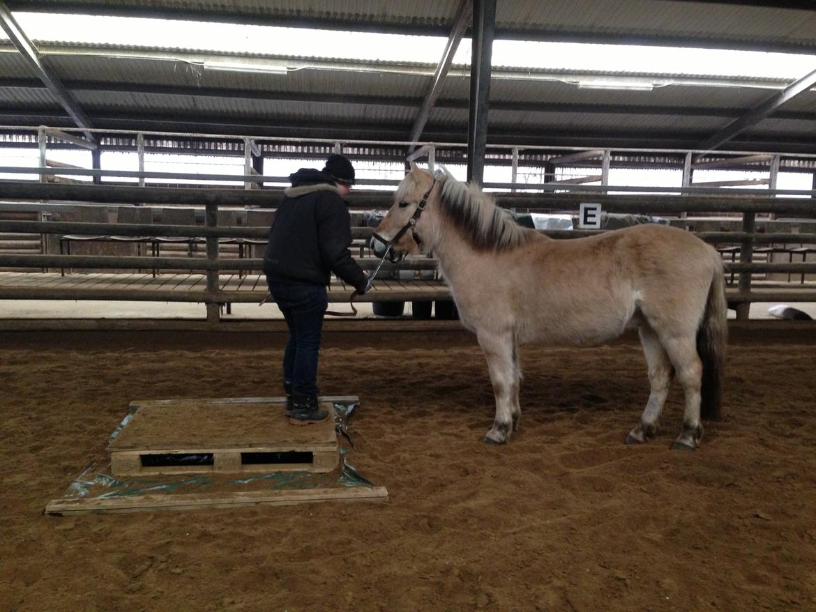 Fjordhest figther billede 23