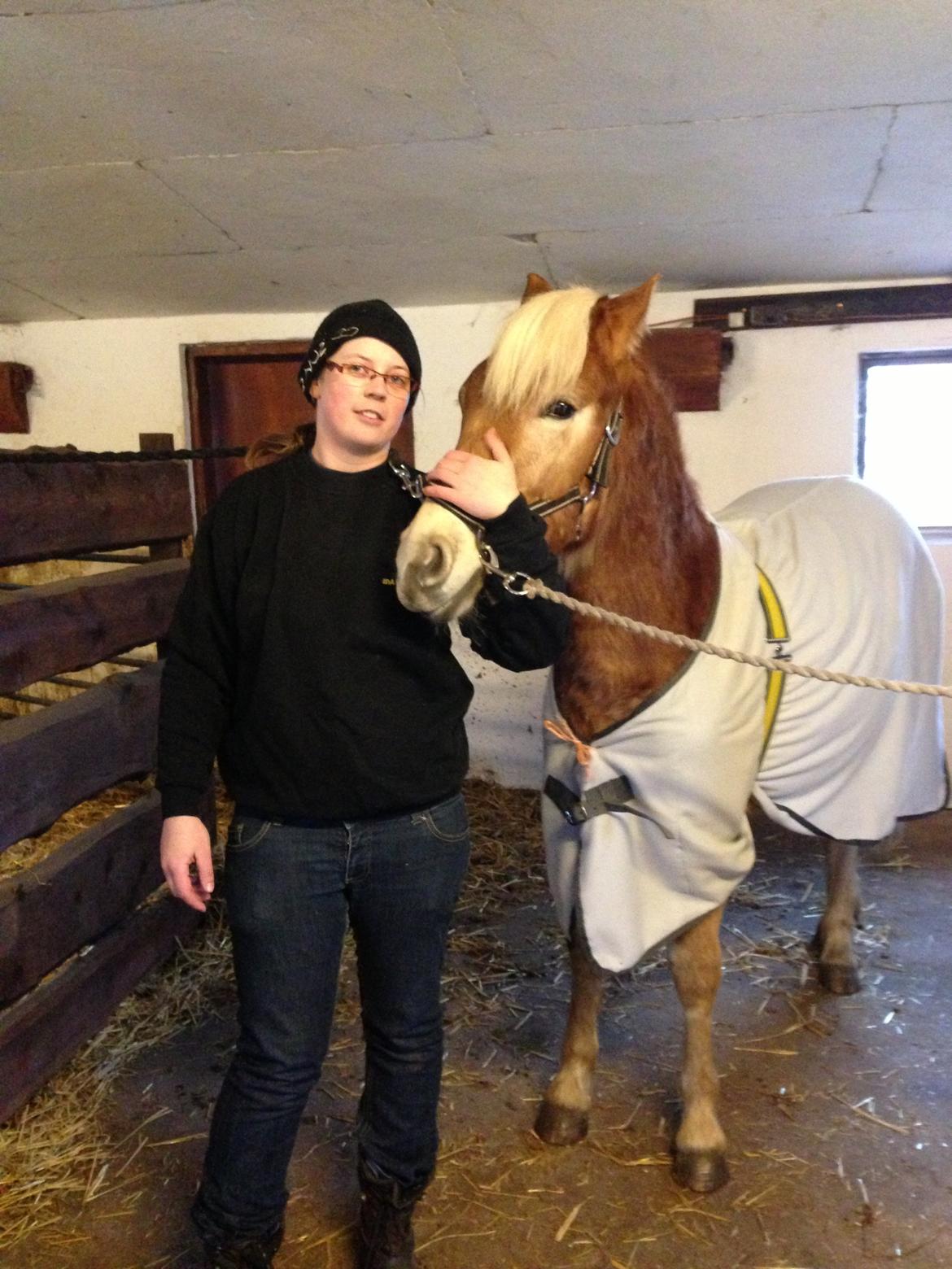 Haflinger alf lindegaard - den 16/2 13 inden afgang til stævne billede 15