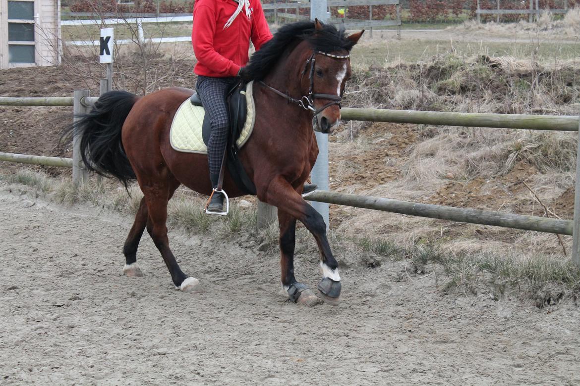 Tysk Sportspony Prop (Premiat) - 6/3-13 udendørs træning.
 billede 16