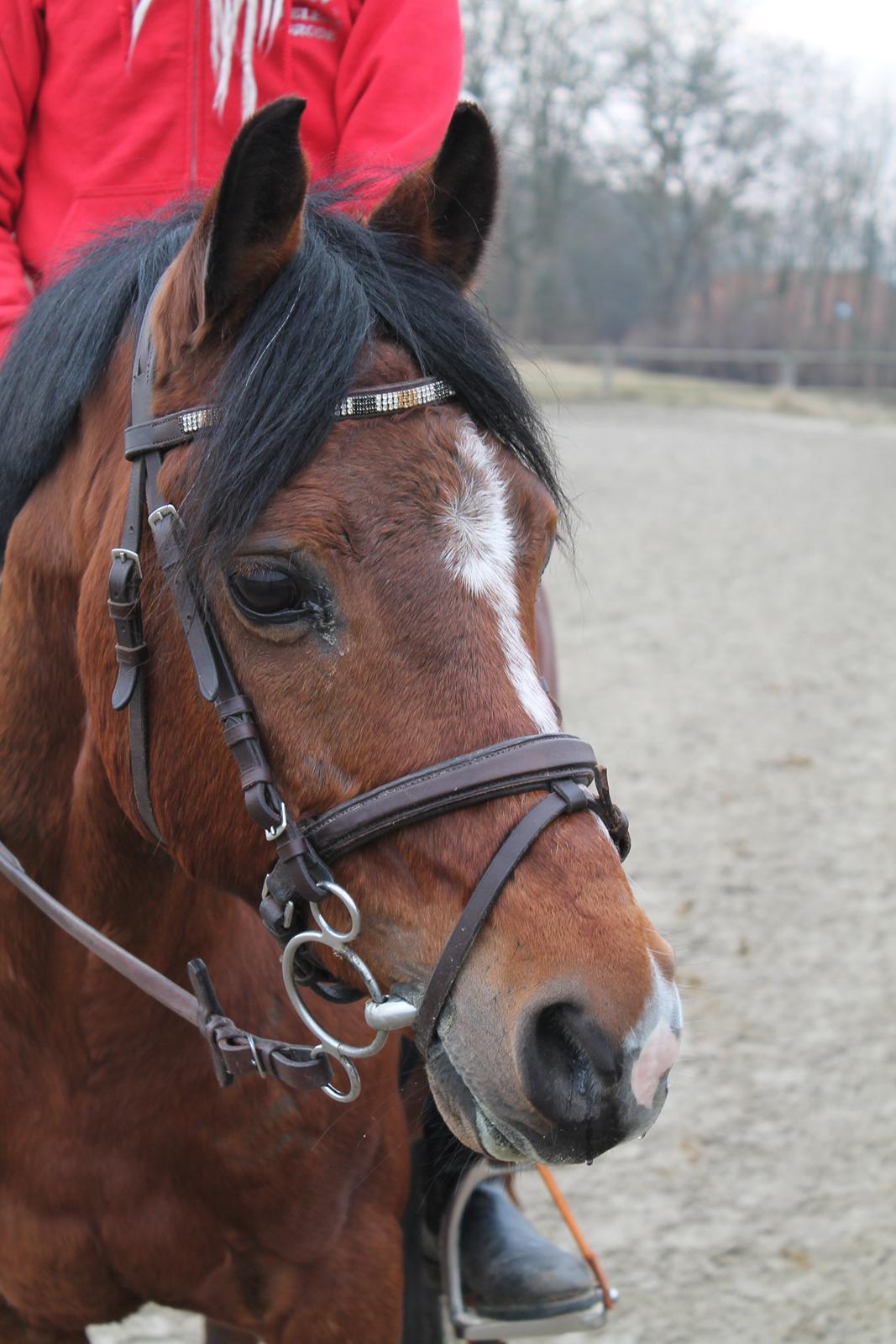 Tysk Sportspony Prop (Premiat) - Hans hoved er utrolig smukt og velformet synes jeg :) billede 12