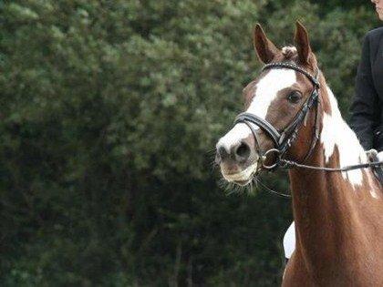 Pinto Araber Bandit Queen <3 - uhh hvor er jeg smuk :) billede 4