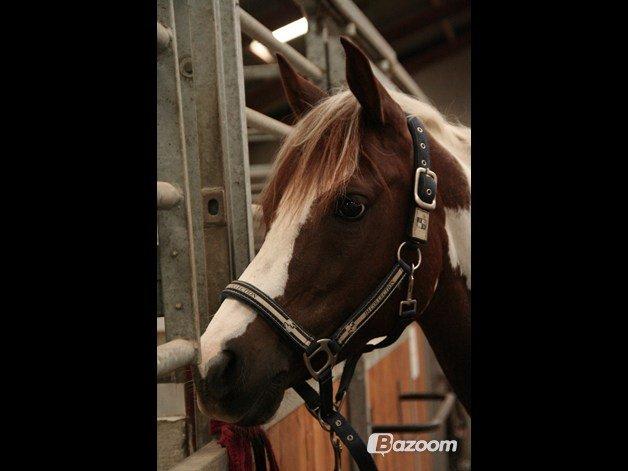 Pinto Araber Bandit Queen <3 billede 6