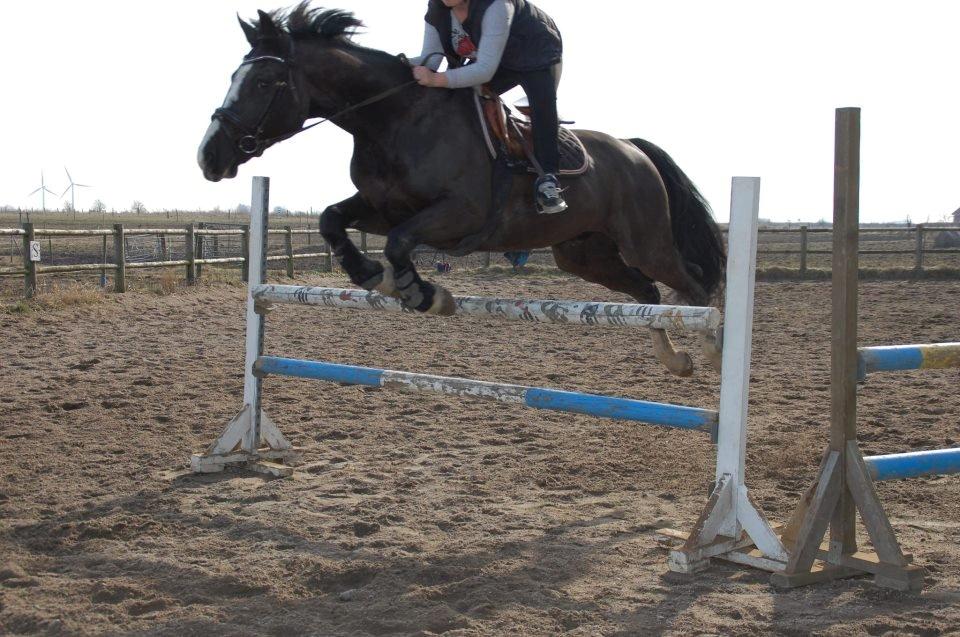 Anden særlig race SVALEGAARDEN ROLEX - Stjerne hesten. <3 billede 2