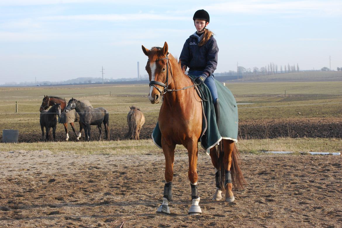 Dansk Varmblod Windy - Første gang jeg sad på Windy efter operationen :)
5/3-13 billede 3