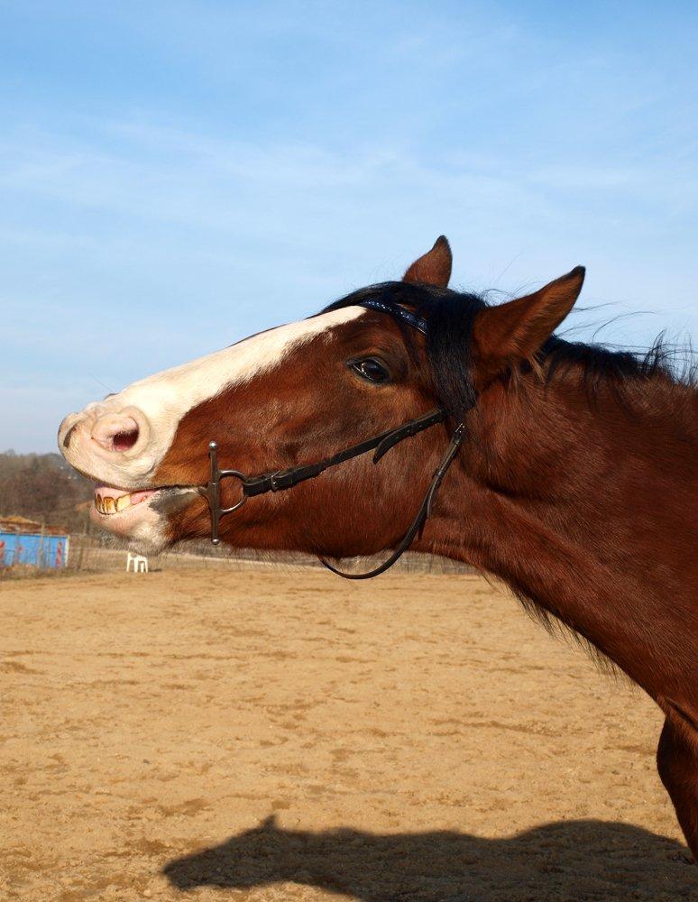 Hollandsk Varmblod Bravour M HJEMME IGEN - 26.02.13 billede 34