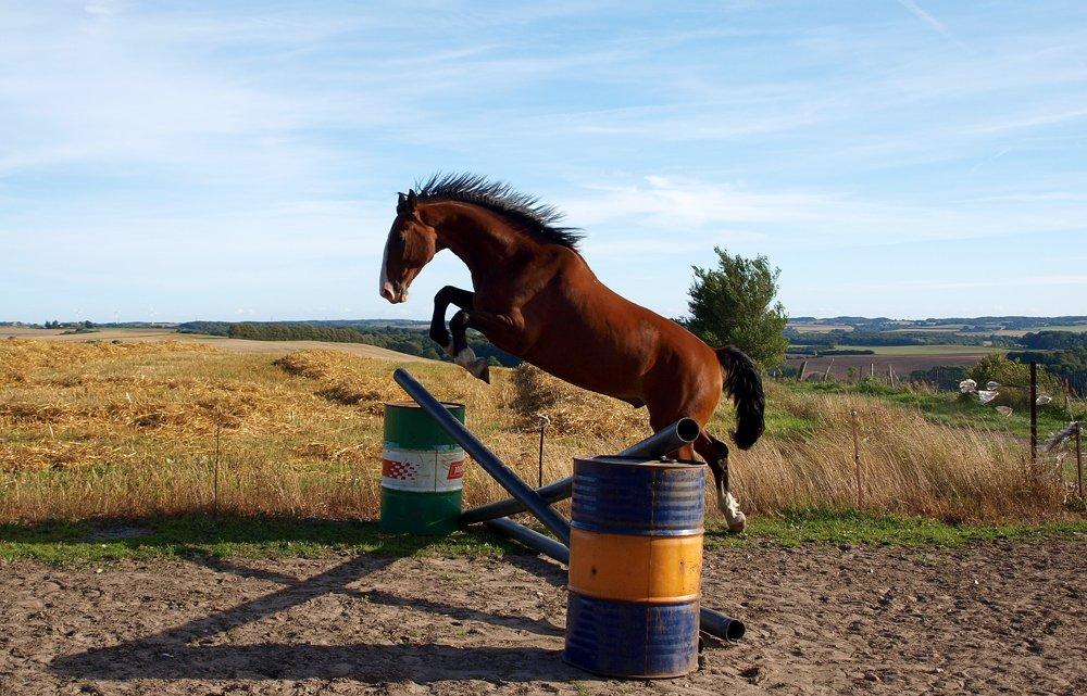 Hollandsk Varmblod Bravour M HJEMME IGEN - 08.09.12 billede 14
