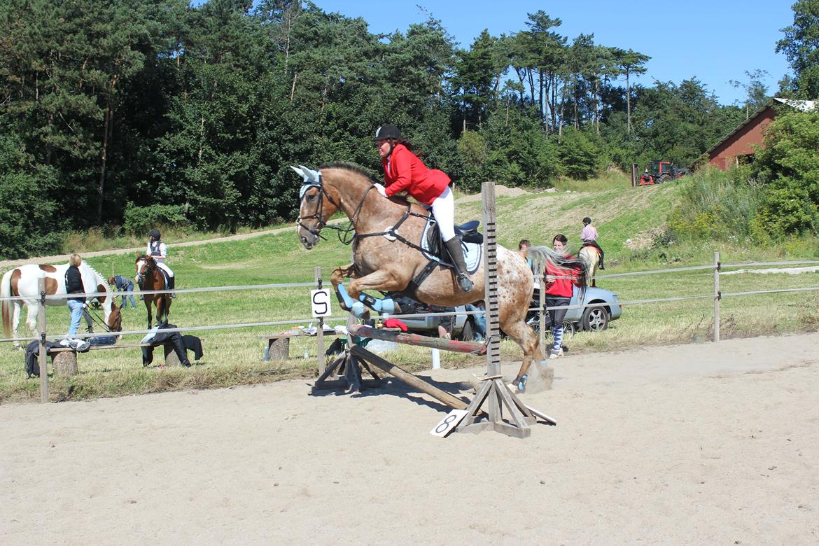 Appaloosa The touch of coco billede 6