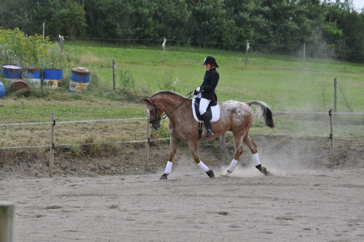 Appaloosa The touch of coco billede 7