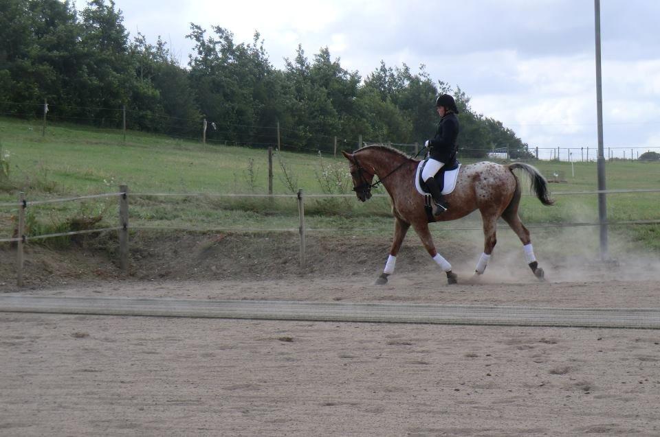 Appaloosa The touch of coco billede 8