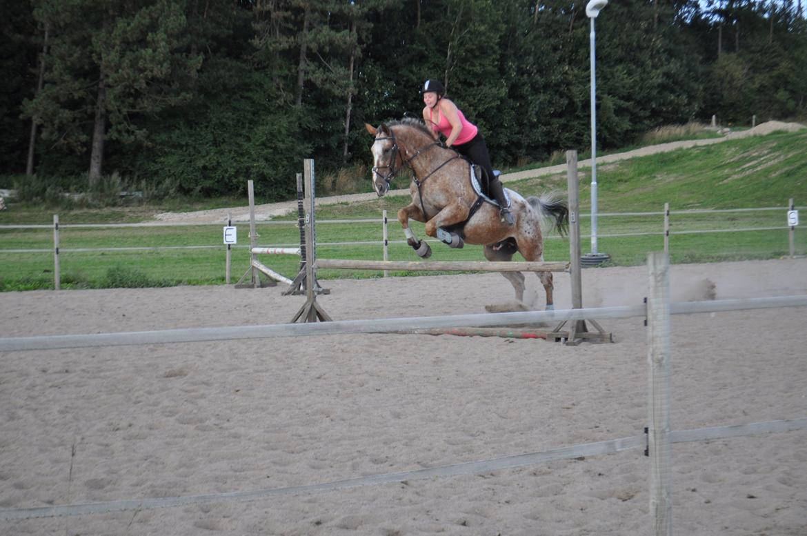 Appaloosa The touch of coco billede 9