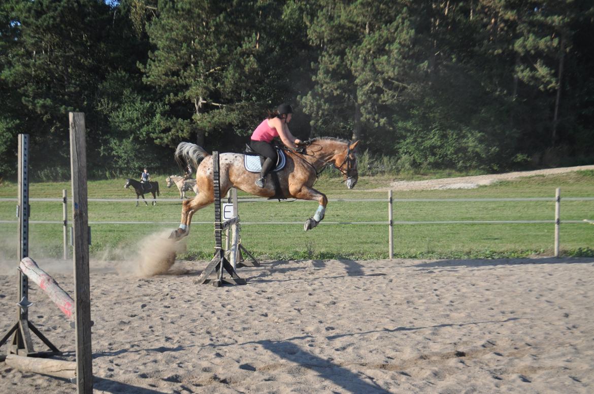 Appaloosa The touch of coco billede 10