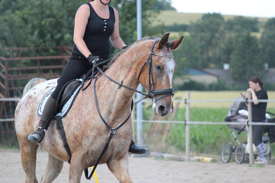 Appaloosa The touch of coco billede 11