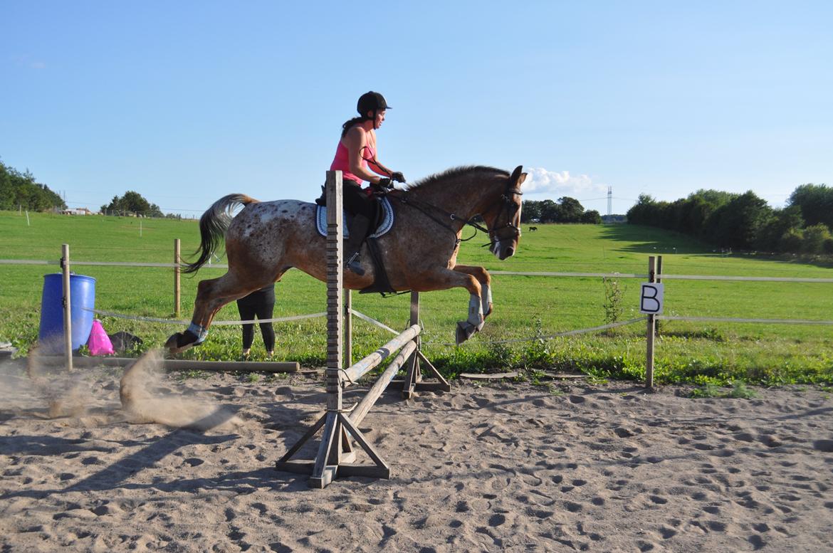 Appaloosa The touch of coco billede 12