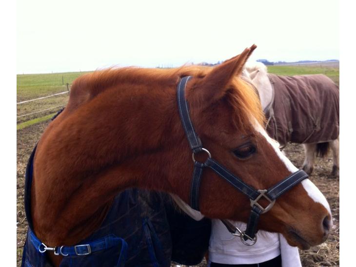 {{currentPhoto.altText}} billede {{currentPhoto.number}}