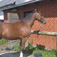 Traver Joe´s Junior L