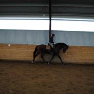 Dansk Varmblod Leonardo