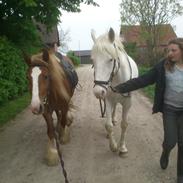 Irish Cob Morgana