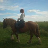 Irish Cob Morgana