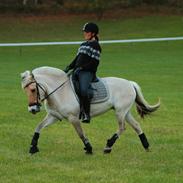 Fjordhest Luna Maj