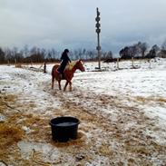 Haflinger Birkegårdens Ota