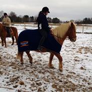 Haflinger Birkegårdens Ota