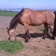 Anden særlig race Skoj Farming