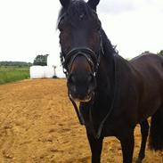 Dansk Varmblod Milajka Højris *i Himlen*