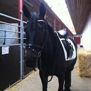 Dansk Varmblod Milajka Højris *i Himlen*