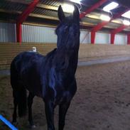 Dansk Varmblod Milajka Højris *i Himlen*