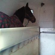 Dansk Varmblod Milajka Højris *i Himlen*