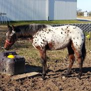 Appaloosa Thunder Raincloud
