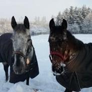Appaloosa Thunder Raincloud