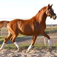 Tysk Sportspony Firfod Finn Fodslaw (Himmelhest)