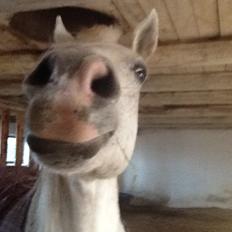 Shagya Araber (SH) Kohral