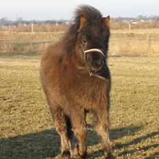 Shetlænder Frida