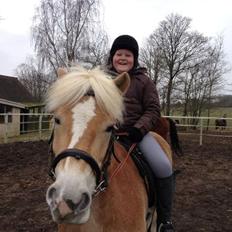 Haflinger Enghaves Noell