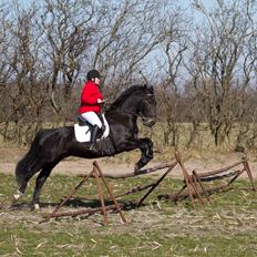 Oldenborg Cæsar Af Rævbjerggaard