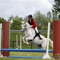 Shagya Araber (SH) Kohral