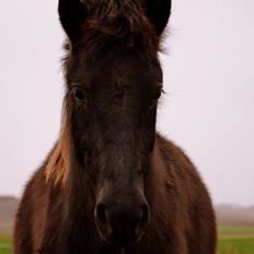 Islænder Fagur fra Vandsø