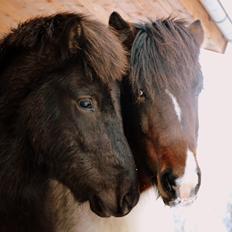 Islænder Fagur fra Vandsø