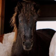 Islænder Fagur fra Vandsø