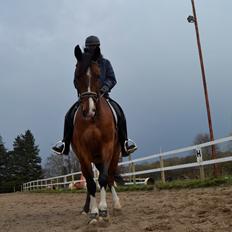 Anden særlig race Lazal