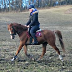 Arabisk fuldblod (OX) JB Billy Ray