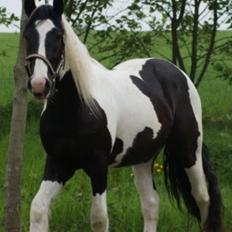 Irish Cob Hauge's Gilroy