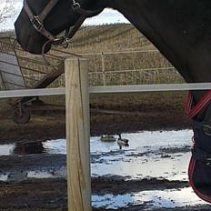 Dansk Varmblod Hjælmsbjergs Like a lady